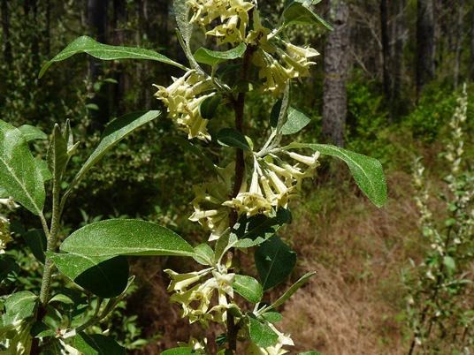 {Elaeagnus umbellata}